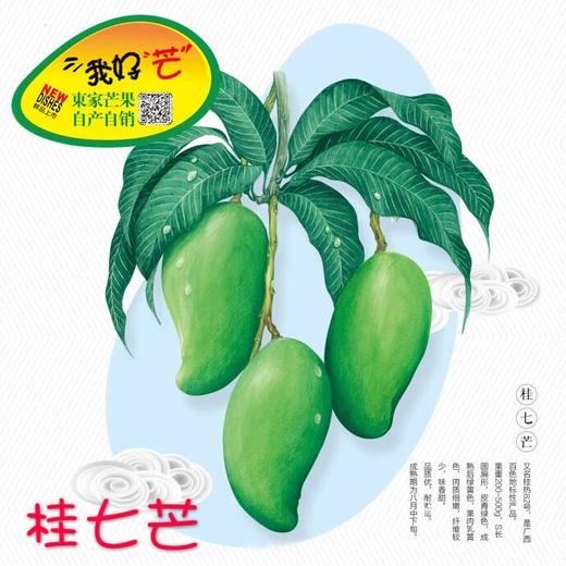 广西田东桂七芒果10斤（大果） 商品图1
