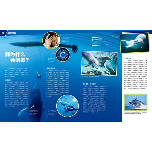 德国少年儿童百科知识全书鲸和海豚 7-14岁 曼弗雷德·鲍尔 著 科普百科 商品图1