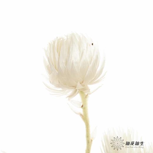 南非花材 | 蜡菊Natural White 商品图2
