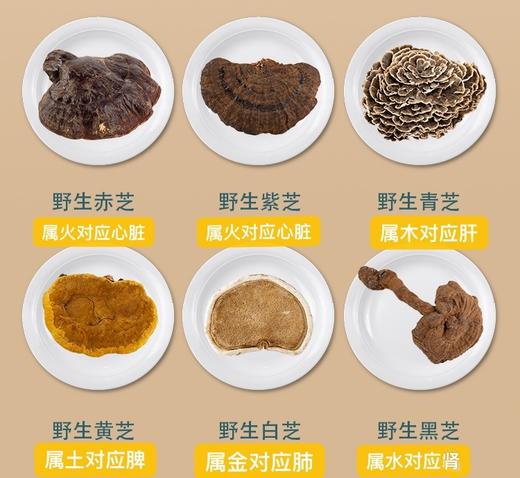 野生灵芝 五色茶包 商品图1