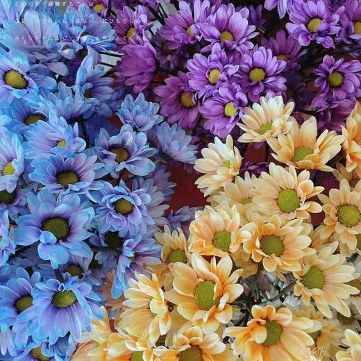 染色小菊 10支/扎 颜色深浅略有差异 以实物为准 云南基地发货（价格已包含包装费用） 商品图0