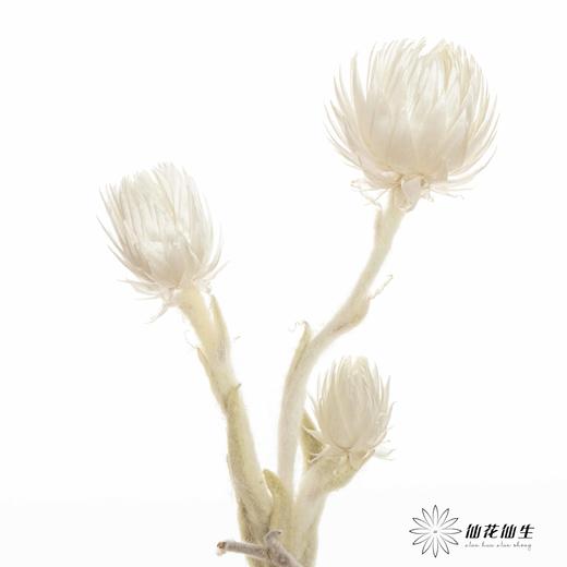 南非花材 | 蜡菊Natural White 商品图4