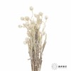 南非花材 | 蜡菊Natural White 商品缩略图3