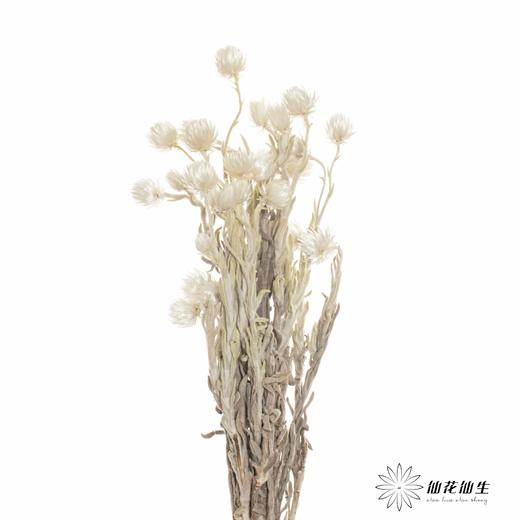 南非花材 | 蜡菊Natural White 商品图3