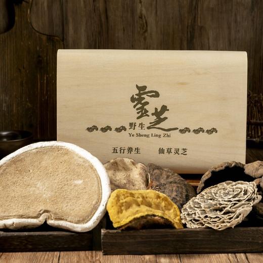 野生灵芝 五色茶包 商品图0