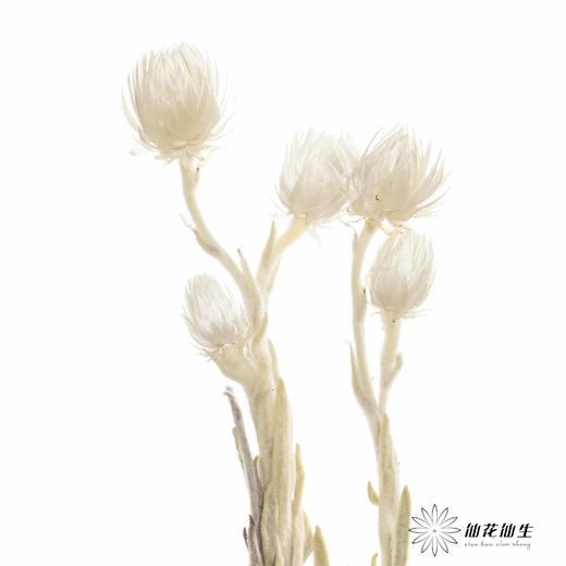 南非花材 | 蜡菊Natural White 商品图5