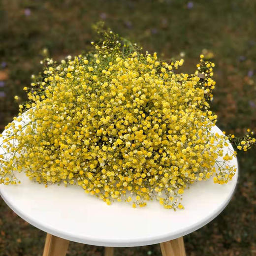 满天星 黄色 0.5kg/扎 颜色深浅略有差异 以实物为准 云南基地发货（价格已包含包装费用） 运费以实际为准，多退少补。 商品图0