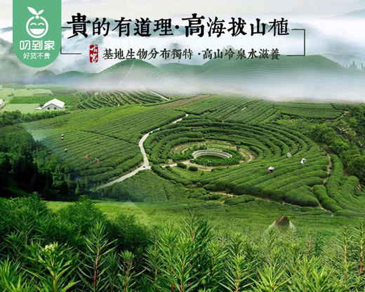 【预售-4月8日配送】【叼健康】古家小肝茶/1盒（2.6g*25包） 商品图2