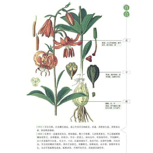 《山海经：少儿彩绘版》+《本草纲目：少儿彩绘版》（共2册）【新版】 商品图8