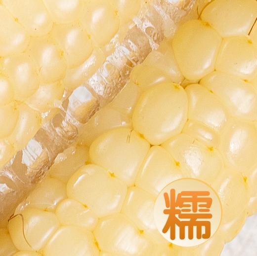 [最农公社]主推|云南拇指小玉米2斤3斤5斤每斤约6-10根小巧玲珑香糯可口 商品图3