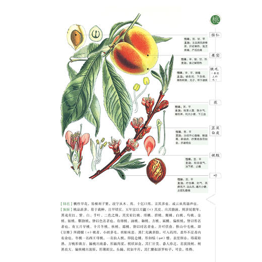 《山海经：少儿彩绘版》+《本草纲目：少儿彩绘版》（共2册）【新版】 商品图2