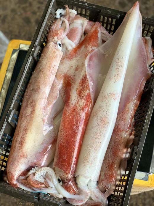【海钓特大鱿鱼】妈鲜乐精选野生海钓特大鱿鱼，味道鲜美，个大肉厚，皮肤白中偏红，一条约8两-1.4斤。 商品图2