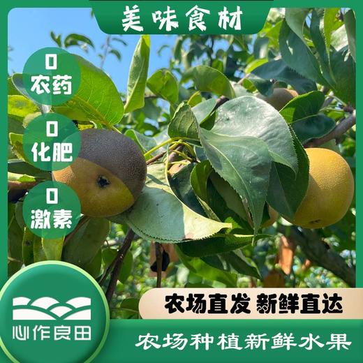 阿林纯天然原生态有机种植上海蜜梨2500g 商品图2