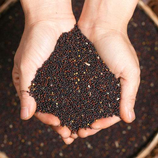 宜昌 秭归县【鑫勇泰】优选农家菜籽菜籽油5L装 商品图4