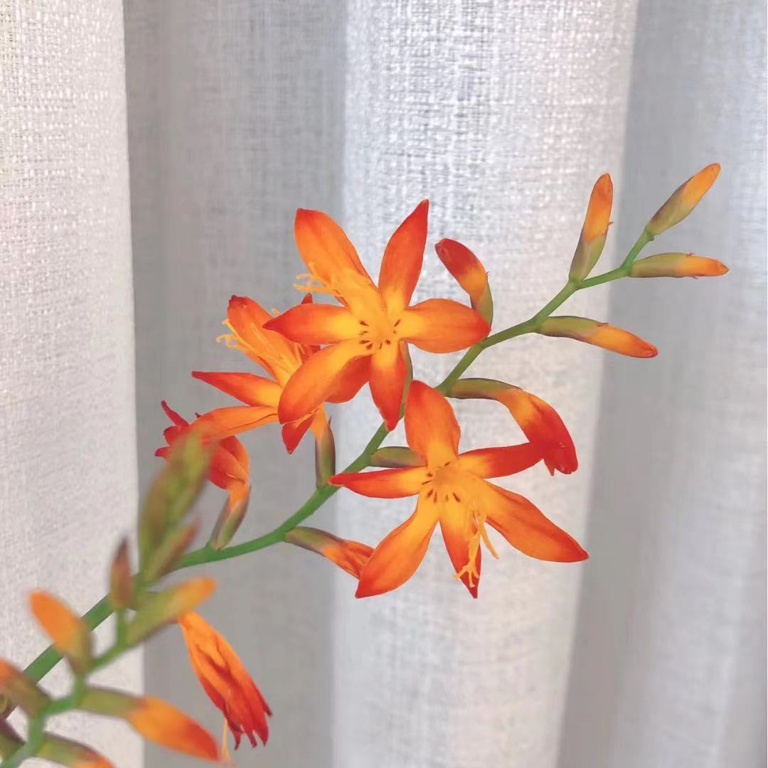 火焰兰 10支/扎 以实物为准 云南基地发货（价格已包含包装费用） 运费以实际为准，多退少补。）