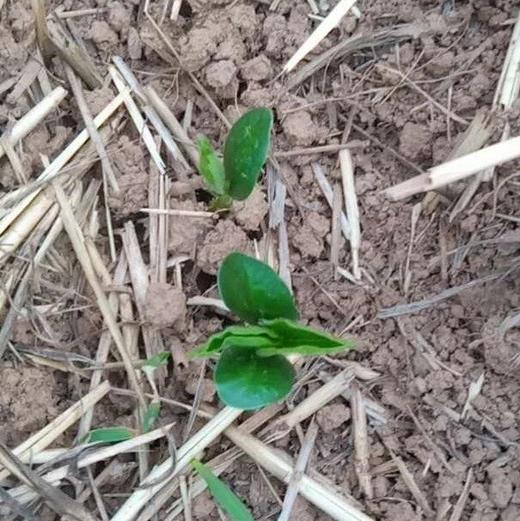 孝和林生态黄豆豆皮丝 商品图3