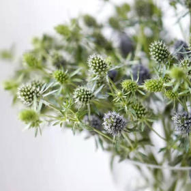 小刺芹（情人果）若干支/扎 以实物为准 云南基地发货（价格已包含包装费用） 运费以实际为准，多退少补。