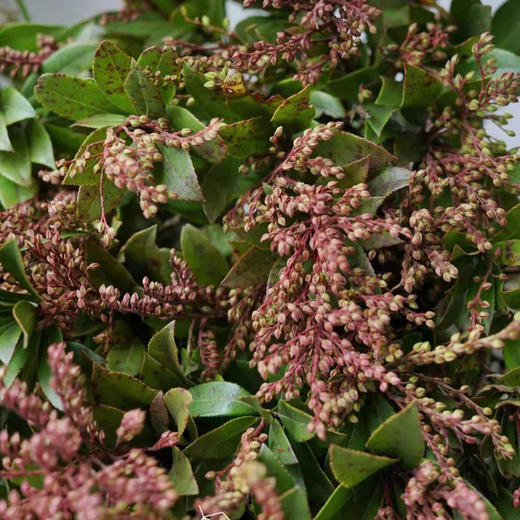 山里红 若干支/扎 以实物为准 云南基地发货（价格已包含包装费用） 运费以实际为准，多退少补。 商品图0