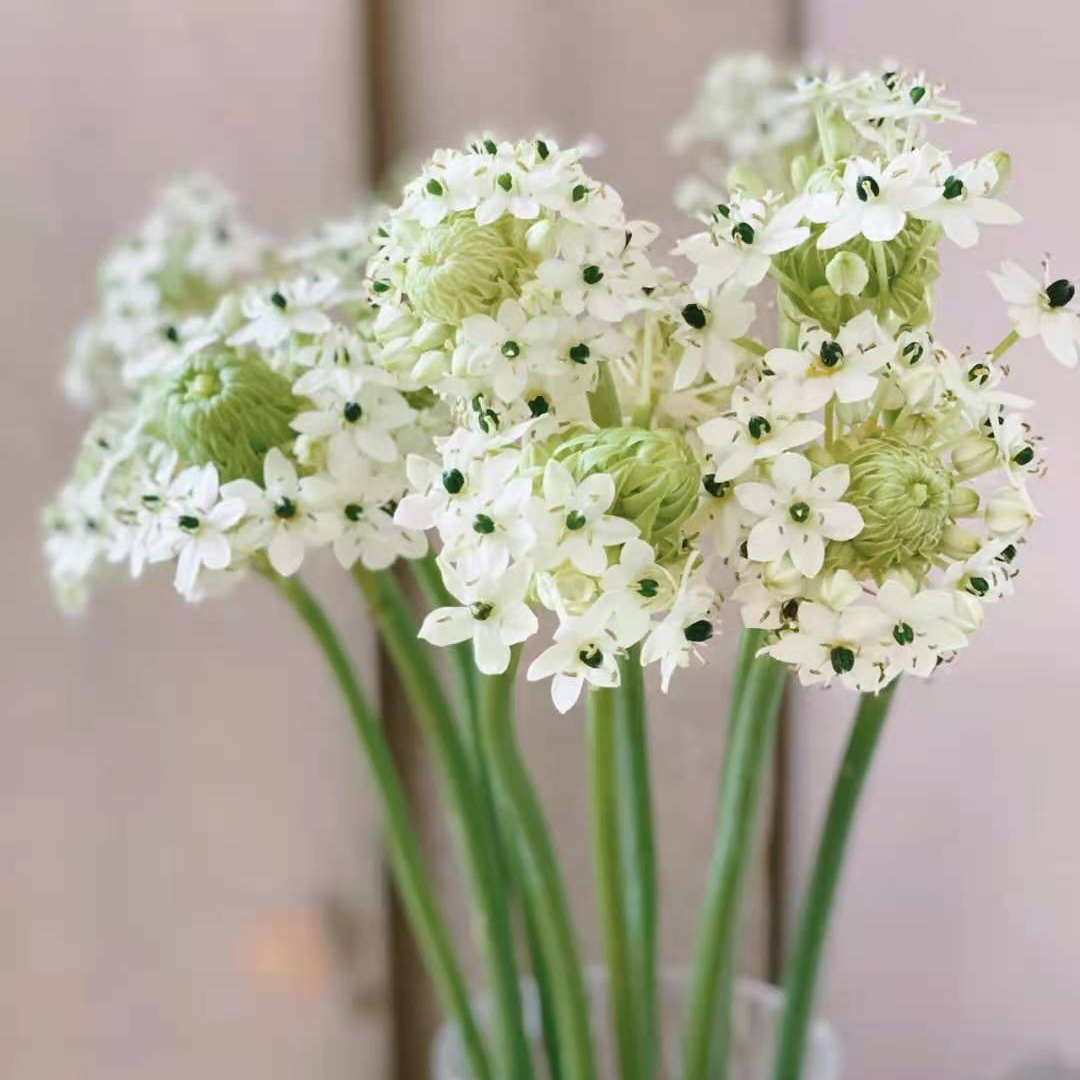 天鹅绒 10支/扎 以实物为准 云南基地发货（价格已包含包装费用） 运费以实际为准，多退少补。