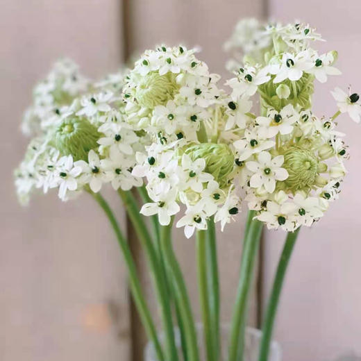 天鹅绒 10支/扎 以实物为准 云南基地发货（价格已包含包装费用） 运费以实际为准，多退少补。 商品图0