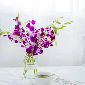 洋兰  紫色  12支/扎 以实物为准 云南基地发货（价格已包含包装费用） 运费以实际为准，多退少补。