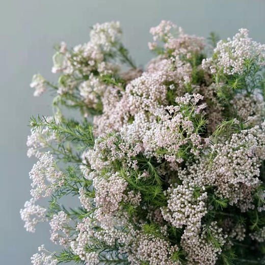 小米花 若干支/扎 以实物为准 云南基地发货（价格已包含包装费用） 运费以实际为准，多退少补。 商品图0