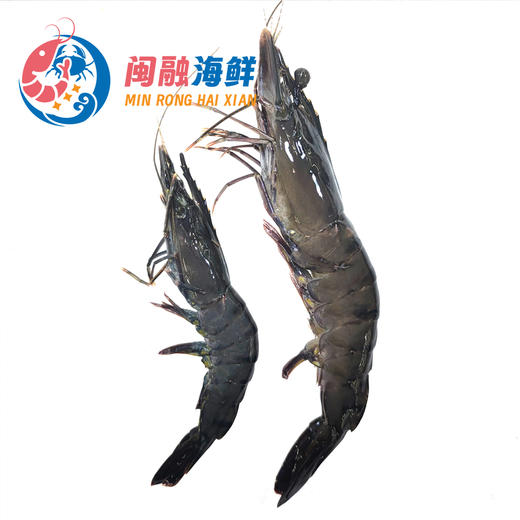 鲜活九节虾 /斤 商品图1