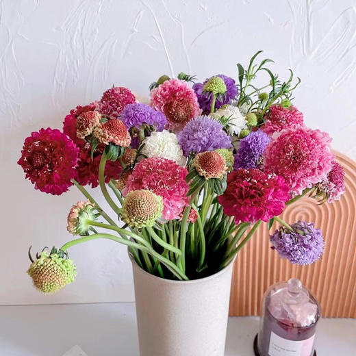 松虫草 若干支支/扎 以实物为准 云南基地发货（价格已包含包装费用） 运费以实际为准，多退少补。 商品图0