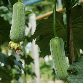 新鲜蔬菜  丹江口青玉丝瓜4根