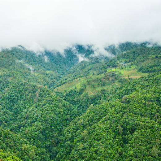 【黄印生态青饼】为老客而生为会员而作，整提出售福利款古粉会员的印记篇章，2022年春茶四大茶区精制357克/饼5饼/提 商品图3