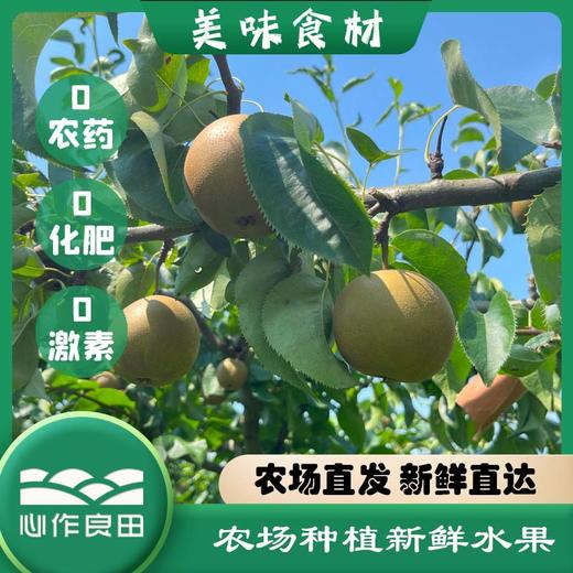 阿林纯天然原生态有机种植上海蜜梨2500g 商品图3