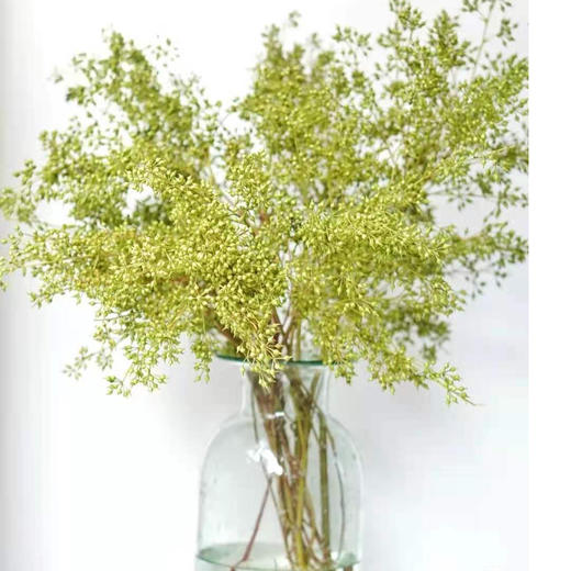 小米果 若干支/扎 以实物为准 云南基地发货（价格已包含包装费用） 运费以实际为准，多退少补。 商品图0