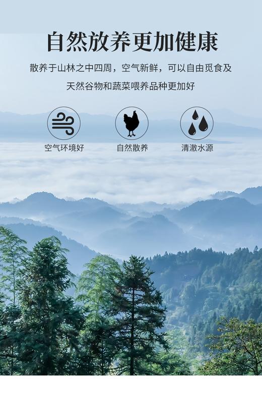 农家散养土鸡蛋40枚 商品图1