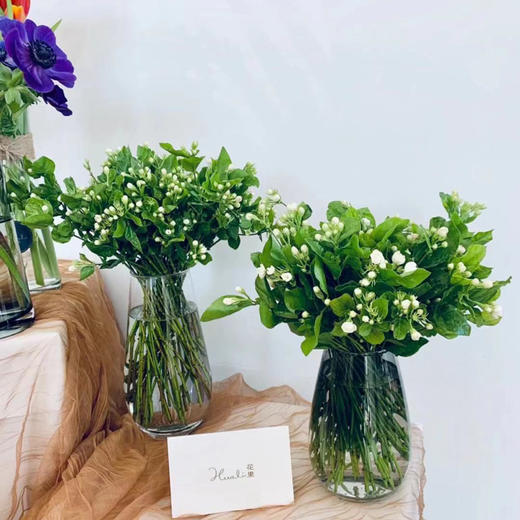 茉莉花 30支/扎 以实物为准 云南基地发货（价格已包含包装费用） 运费以实际为准，多退少补。 商品图0