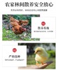 农家散养土鸡蛋40枚 商品缩略图4