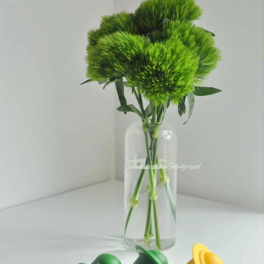 绿毛球 10支/扎 以实物为准 云南基地发货（价格已包含包装费用） 运费以实际为准，多退少补。） 商品图0