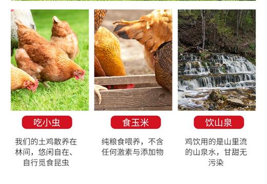 农家散养土鸡蛋40枚 商品图3