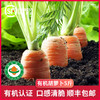 绿源禾心有机胡萝卜2.5kg/份 商品缩略图2