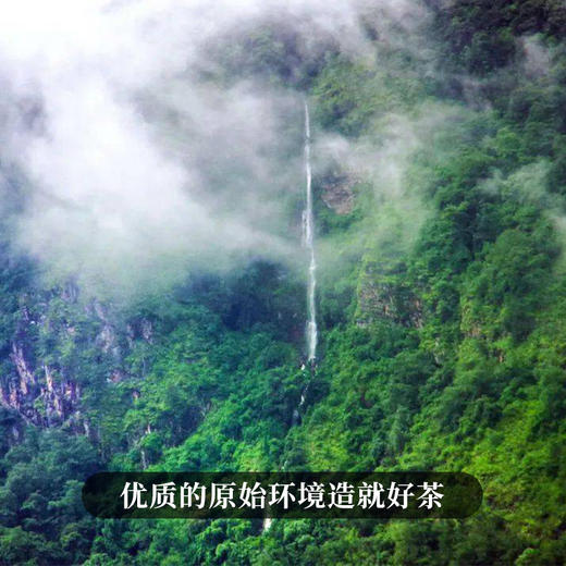 【618开门红】【马鞍山】2023年头春头采临沧著名山头好喝不过马鞍山357克/饼 商品图6