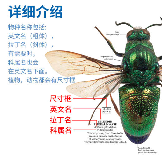 【仅点读】DK博物大百科英文原版双语点读版 商品图4