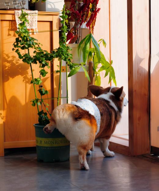 自用高品质纸尿裤 尿不湿  公狗专用礼貌带10片装 商品图1