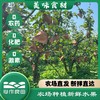 阿林纯天然原生态有机种植上海蜜梨2500g 商品缩略图5