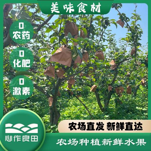 阿林纯天然原生态有机种植上海蜜梨2500g 商品图5