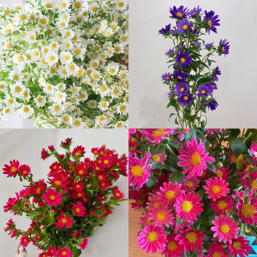 迷你菊 商品图0