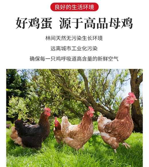 农家散养土鸡蛋40枚 商品图2