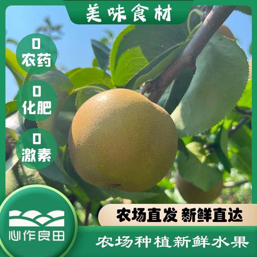 阿林纯天然原生态有机种植上海蜜梨2500g 商品图1