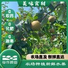 阿林纯天然原生态有机种植上海蜜梨2500g 商品缩略图4