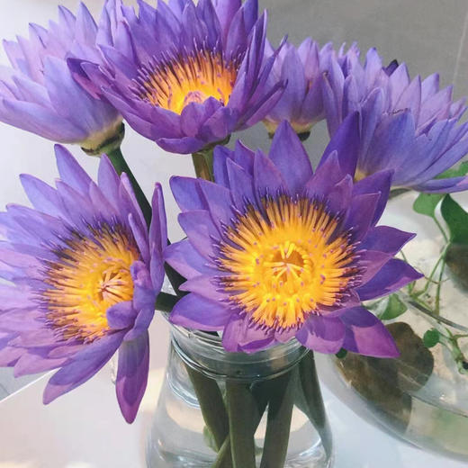 睡莲 紫色 10支/扎 以实物为准 云南基地发货（价格已包含包装费用） 运费以实际为准，多退少补。 商品图0