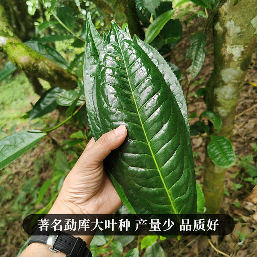 【618开门红】【马鞍山】2023年头春头采临沧著名山头好喝不过马鞍山357克/饼 商品图7