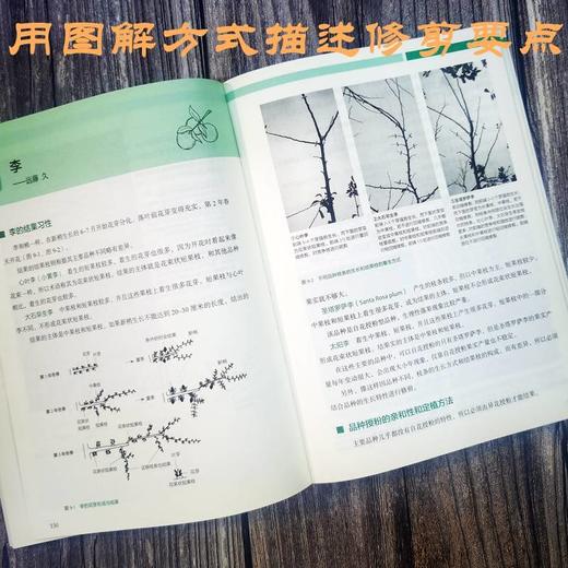 果树整形修剪全图解 商品图3